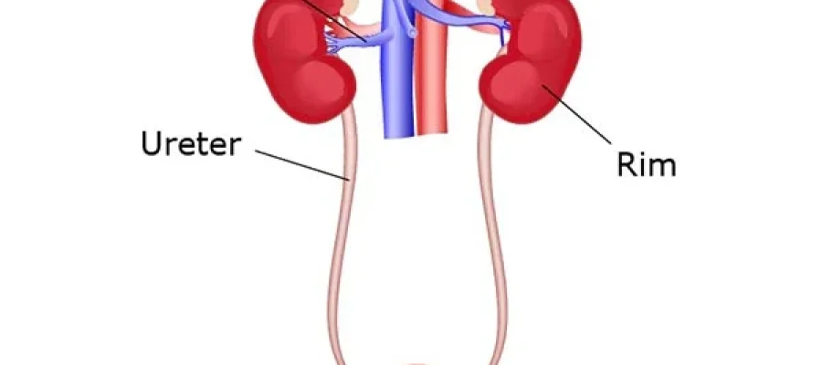 Sistema excretor 