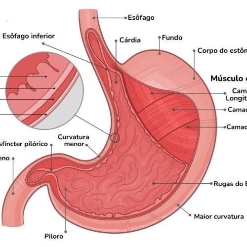 sistema digestorio parte 2